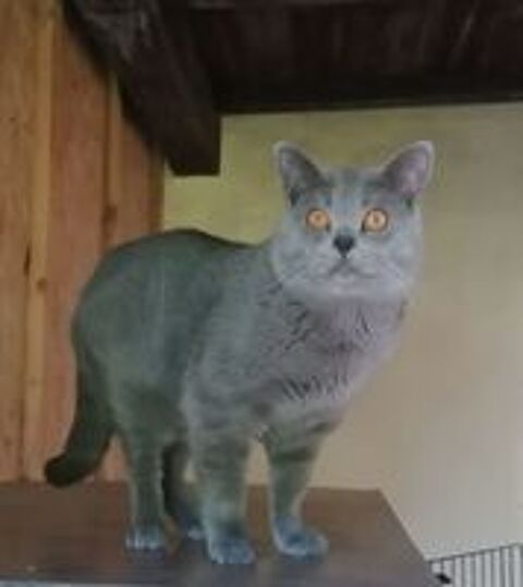  Disponible de suite : Un beau male chartreux Loof
