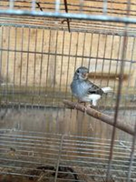   Canari Raza  