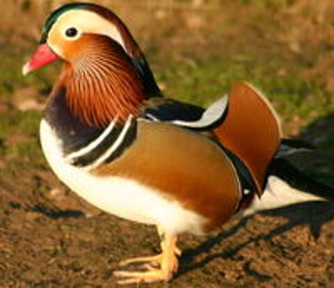   Canards d'ornements carolin, mandarin, sarcelles 