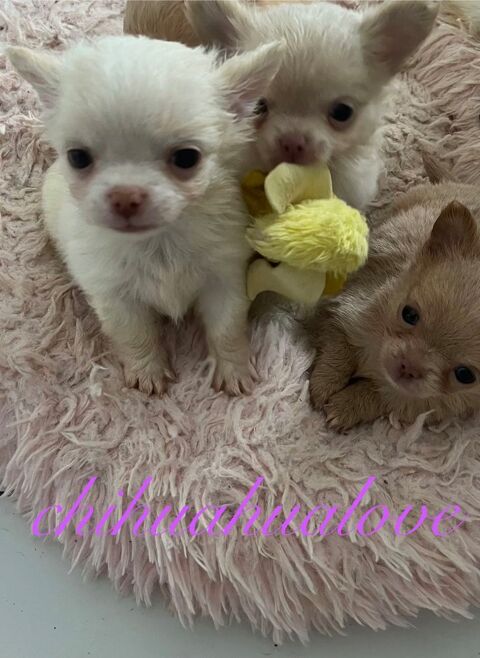 somptueux chiots  chihuahuas poils long 2500 49000 Angers