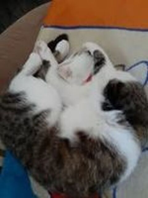   Chat LOUISE  l adoption 
