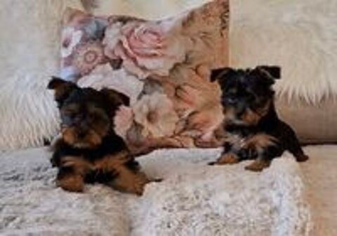    Chiots Yorkshire 