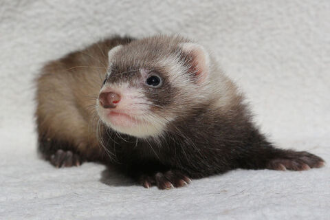 Furet 60 31600 Muret