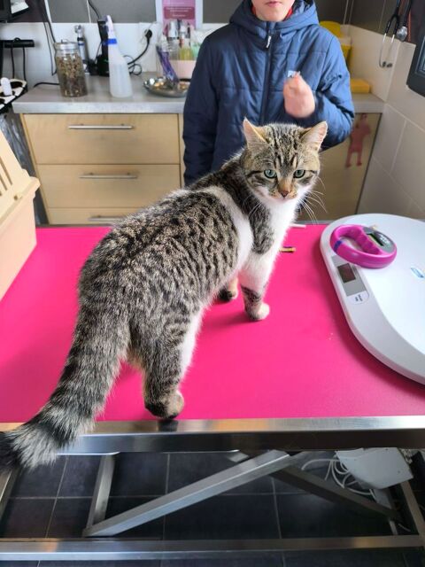 Chaton m&acirc;le 10 mois tigr&eacute; et blanc 0 27220 La boissi�re