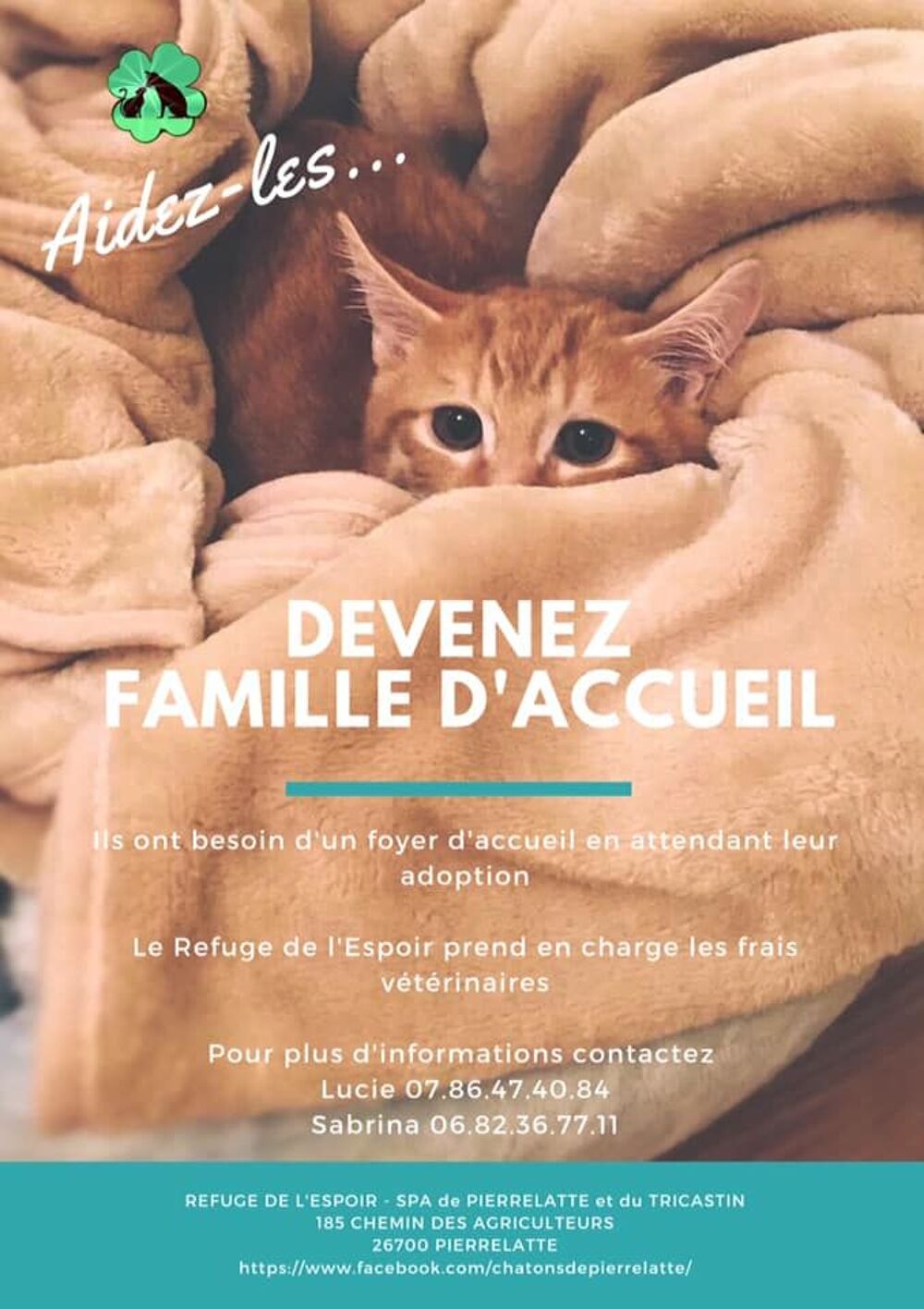   famille d'accueil chatons  