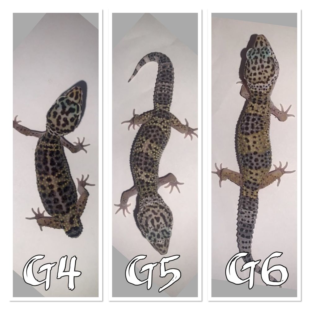 geckos l&eacute;opards m&acirc;les Décoration