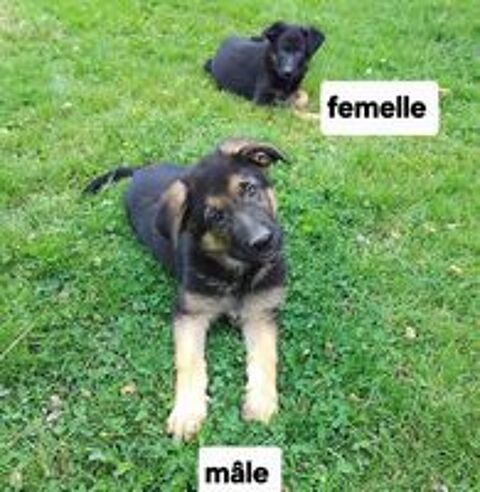   Chiots berger allemand disponibles 