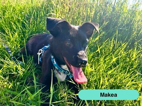 Makea, crois&eacute;e ratier &agrave; adopter 300 44430 La boissière-du-doré