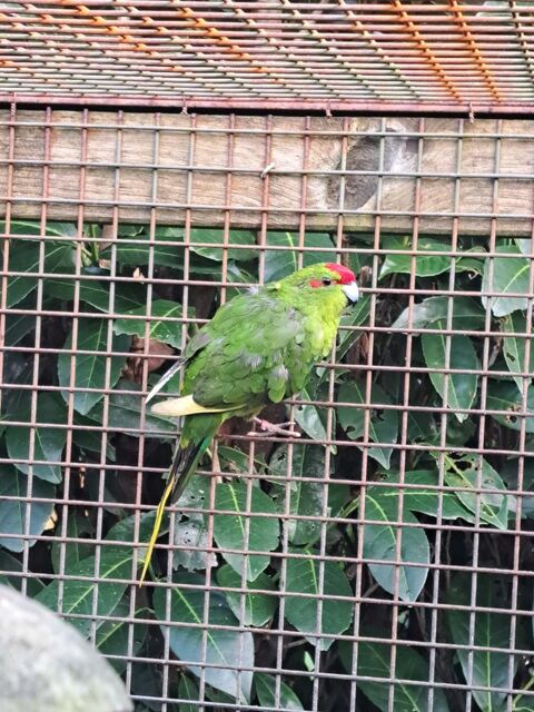 Oiseaux de cage et de volière 40 40110 Morcenx