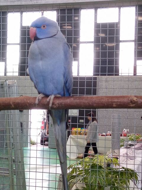 Perruche &agrave; collier violet m&acirc;le 200 38110 Dolomieu