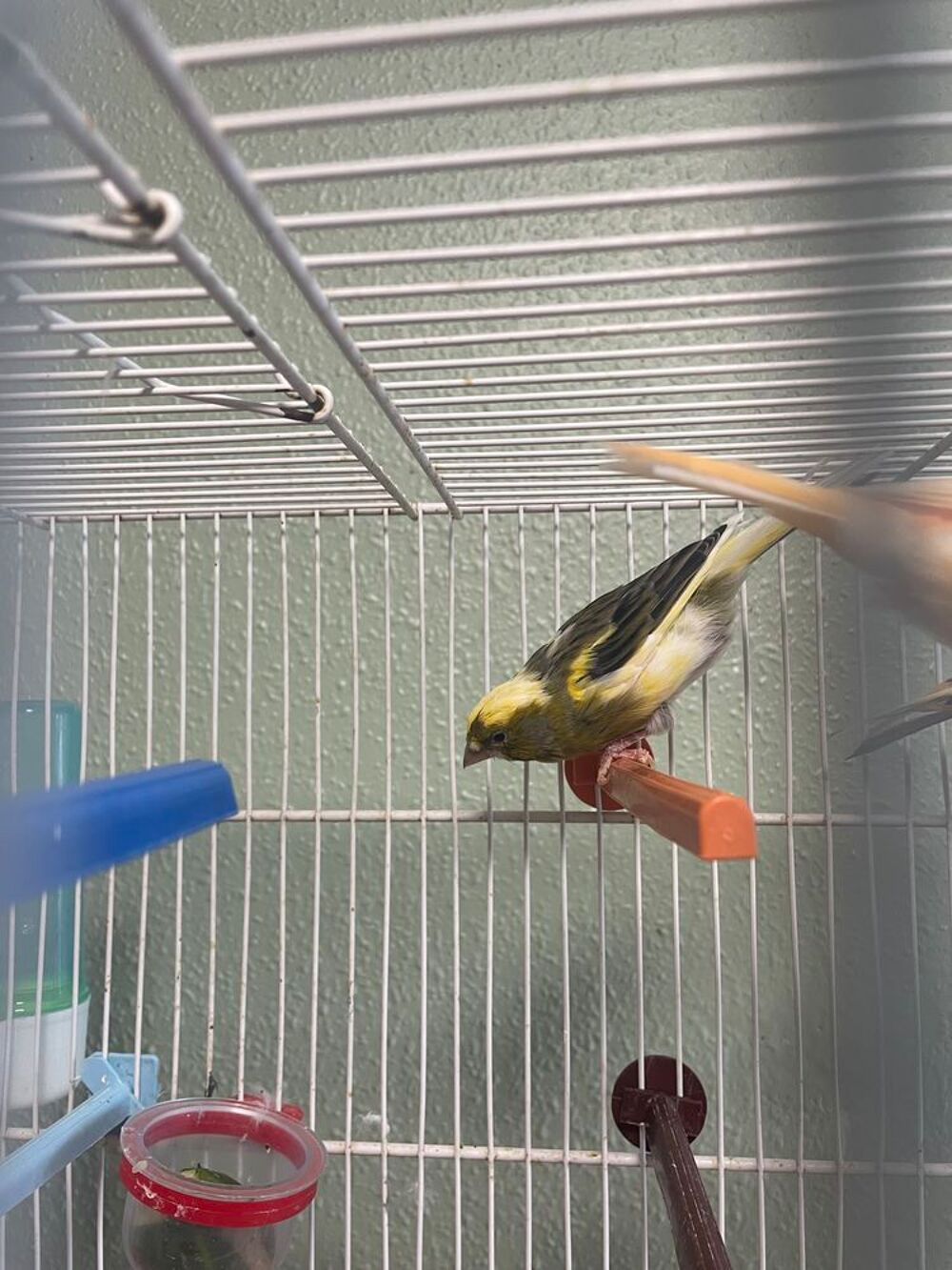   Canari mâle ou femelle  