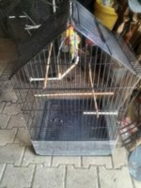   Cages  
