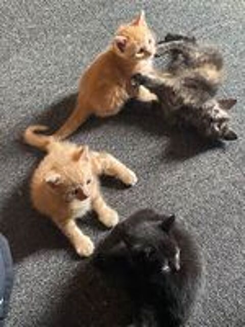   A saisir 4 chatons, 3 mâles et une femelle. 