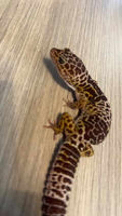   Gecko léopard femelle de 5 ans
Eublepharis fuscus. 