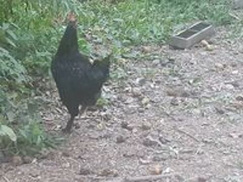   Coq noir semi- nain type noir du Berry 