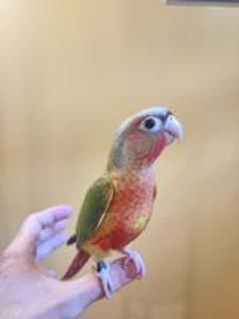   Conure de molina eam 
