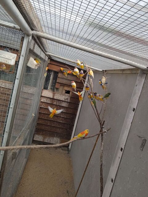 diamant de gould 70 35500 Erbre