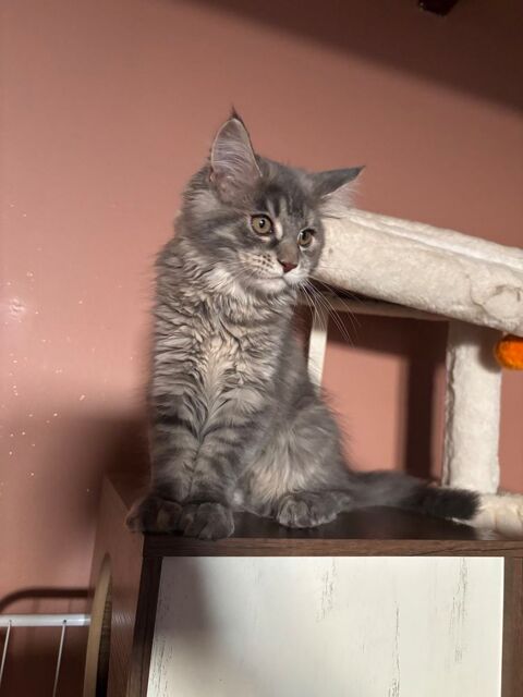 Femelle Maine coon 550 66220 Caudiès-de-fenouillèdes