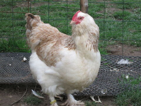  Oeufs poule coq FAVEROLLES ALLEMANDE 25 50190 P�riers