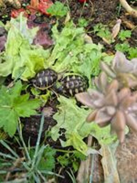   Tortue de terre  