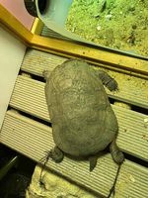   FOKELY, magnifique tortue Plomdusa subrafa  l'adoption 