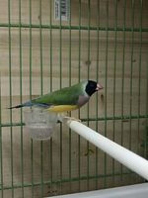   different couple de diamand de gould , 