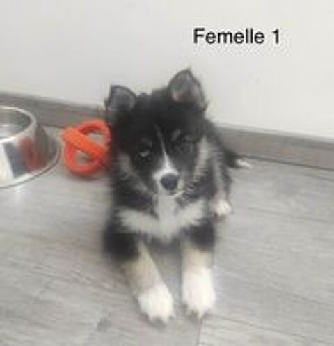   Chiots pomsky femelles disponibles  