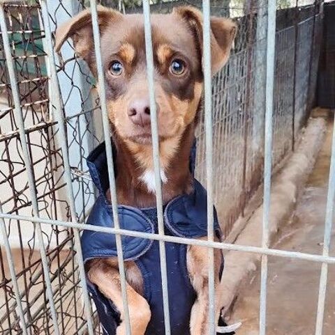 NEON, petit chien d'1 an adorable 315 24140 Douville