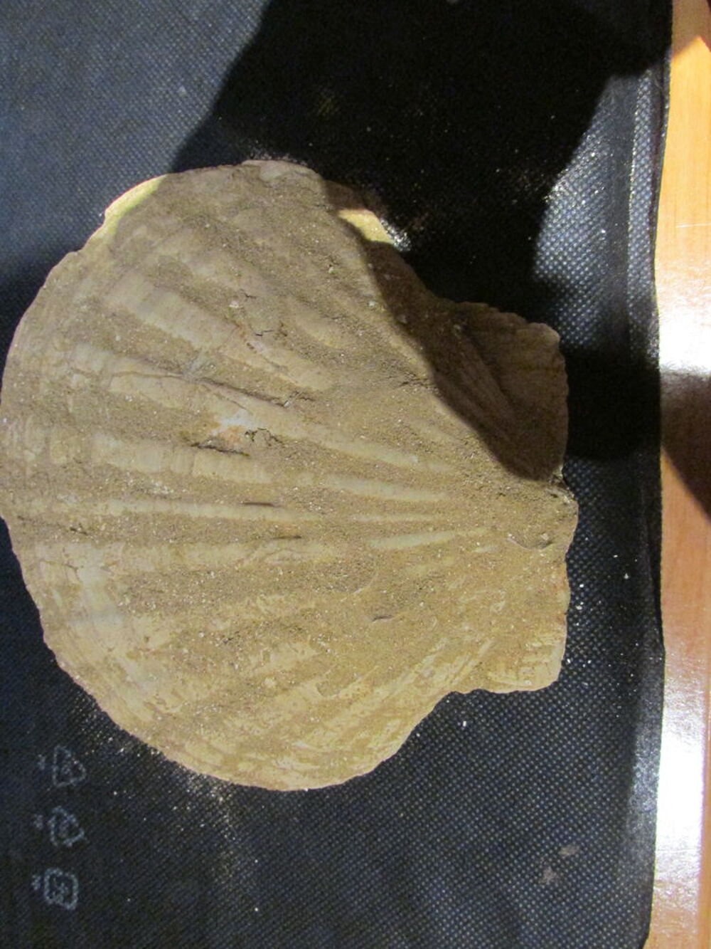 fossile pectene 