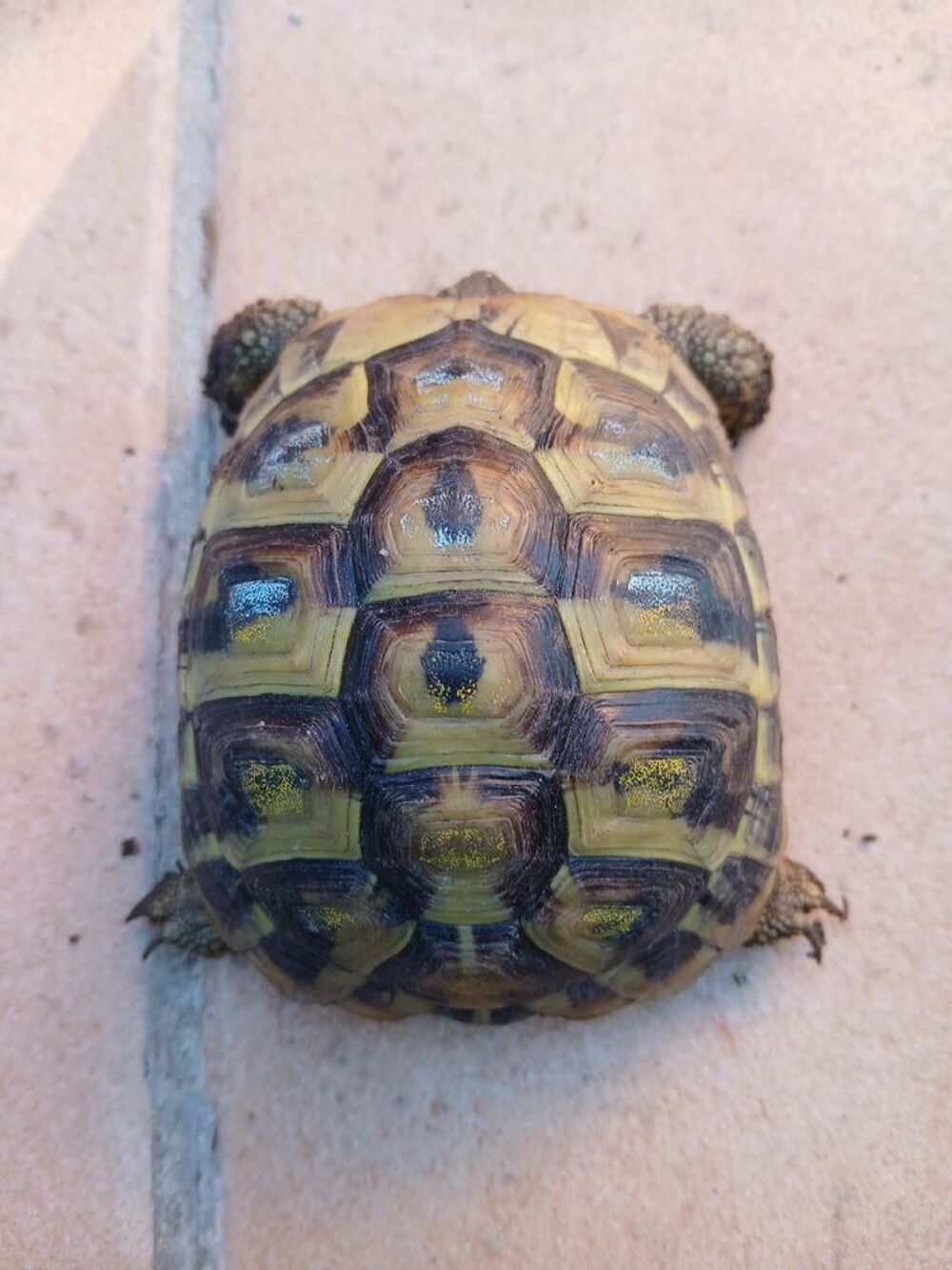   Magnifique tortue femelle de 5 ans  