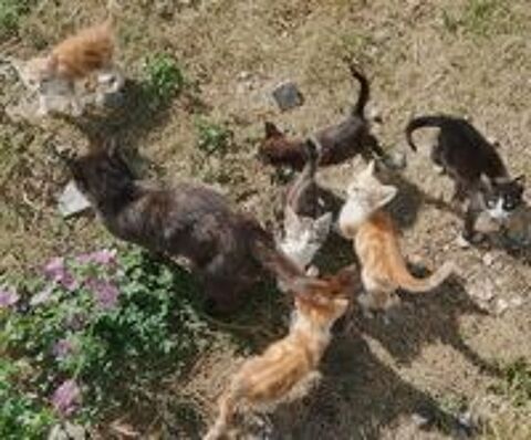   Chatons disponible sevré. 
