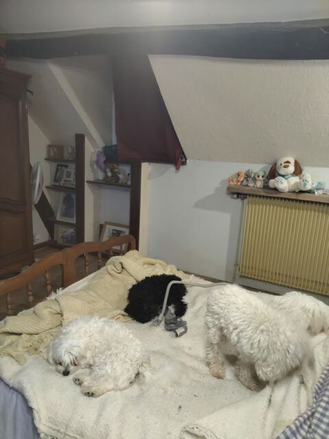 Recherche bichon maltais femelle
600 36500 Palluau-sur-indre