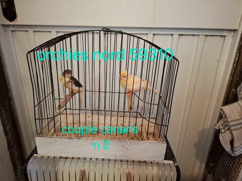 passion canaris 0 59310 Orchies