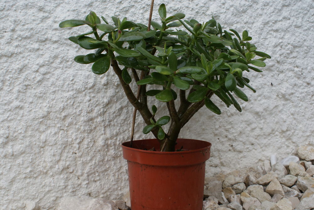 Plante de Jade Jardin