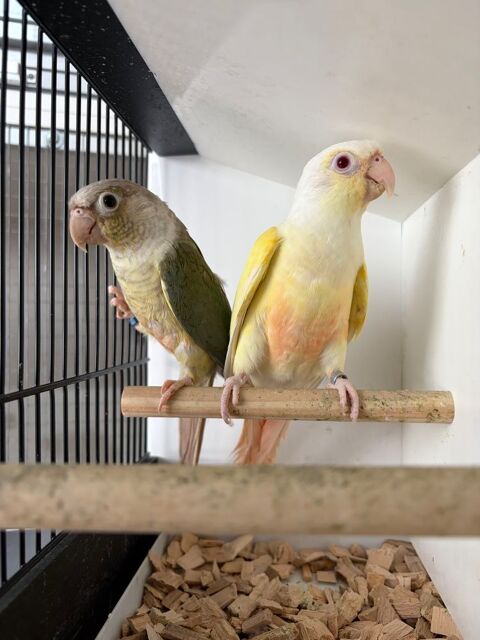 Conure epp 350 59253 La gorgue