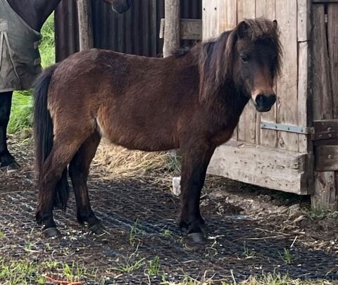 Donne petit poney contre bons soins 0 41100 Vendôme