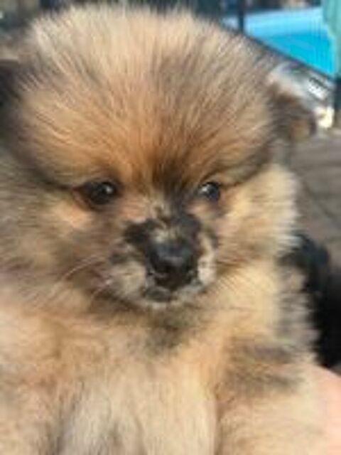   SPITZ NAINS  