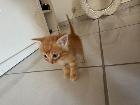 Chaton m&acirc;le 5 64140 Lons