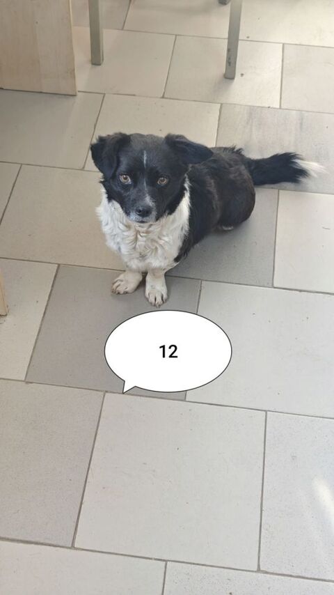 Rimini &agrave; l'adoption 300 84000 Avignon