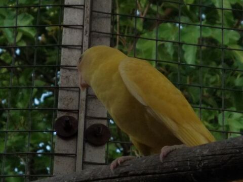 T&ecirc;te de prune mutation 100 16470 Saint-michel