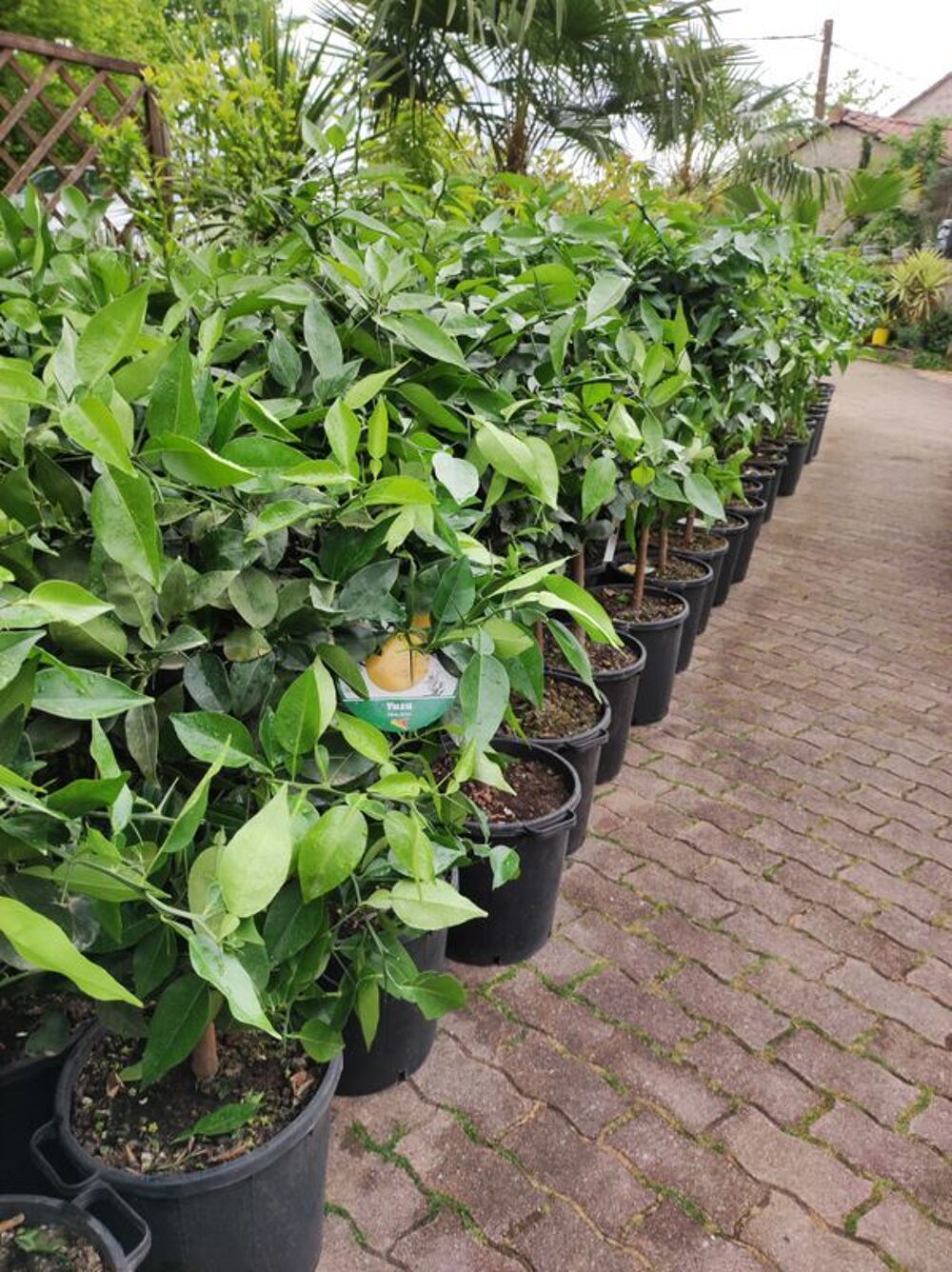 promo sur les citronnier yuzzu au jardin du lavoir Jardin