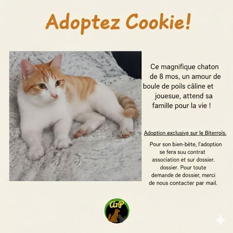Adoptez Cookie ! 80 34500 B�ziers