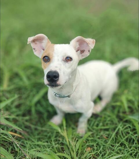 Oxo, mâle croisé terrier jack russel, né le 01/07/2024 &#128054; 380 88000 Chantraine
