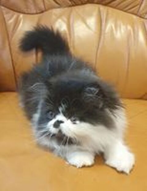   Vend chatons persans 