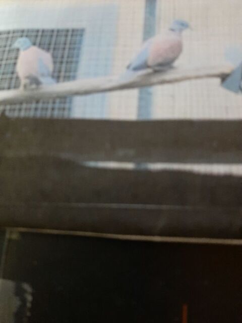RECHERCHE 2 COLOMBES DE BIRMANIE . 30 85280 La ferrire
