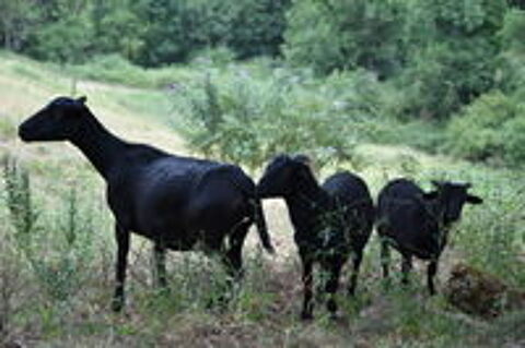   Moutons du Cameroun 