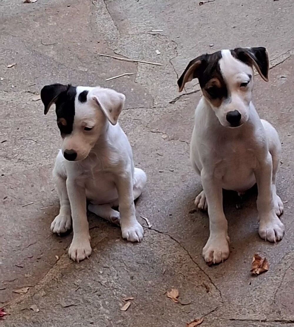   Chiot ratier 