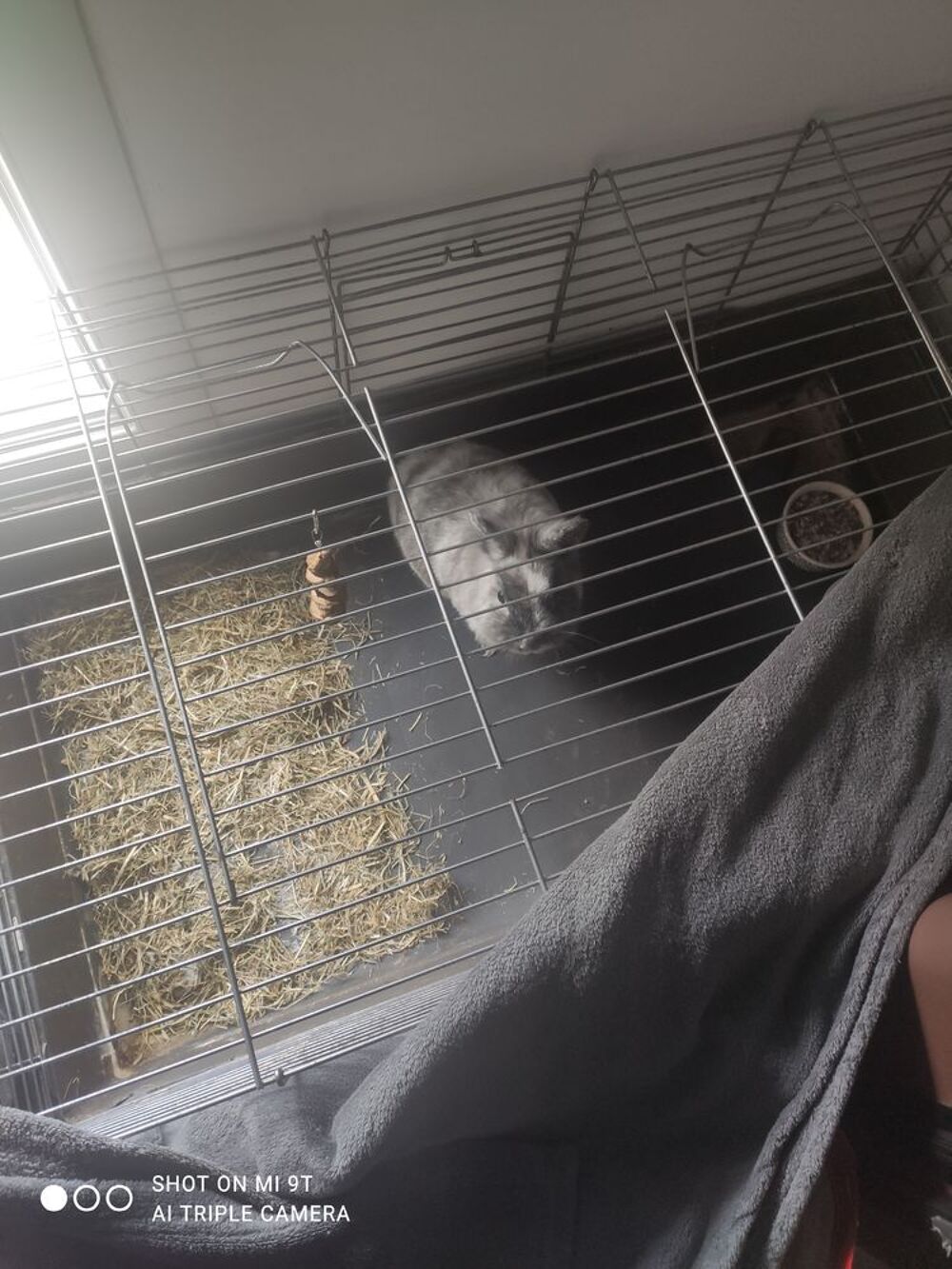   Lapin angora  