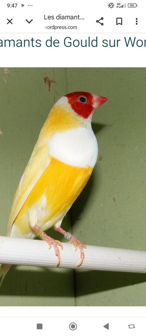 Recherche couple de Gould dos jaune poitrine blanches 0 49800 Brain-sur-l'authion
