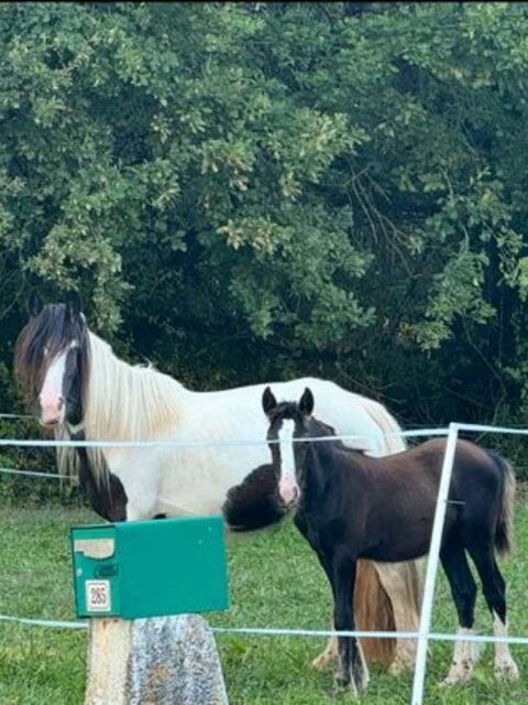 Sandy,pouliche Irish cob, 6 ans 1 Lyon 5 (69)
